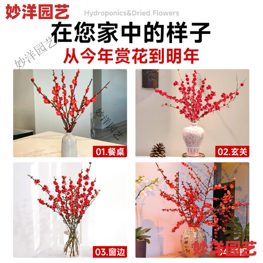 Hydroponic flowering, hydroponic fresh-cut red plum blossoms, indoor fragrant cold-resistant flowers, bloom when exposed to water, peach branches New Year's Eve flowers, fresh-cut red plum blossoms, long flowering period, with buds + #Buy 10 plus 10 (received 20) full bloom