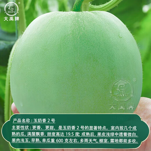 Dayu Jade Milky Melon Seeds Ding brand melon seeds super sweet thin skin milky melon Ding brand Jade Milky Melon No. 2 melon seeds 400 capsules