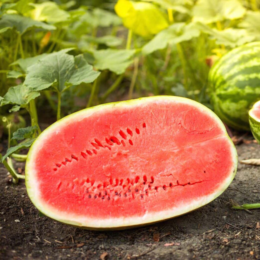 Farmer's Son Lazy Man King Watermelon Seeds Resistant to Heavy Cropping Lazy Man Super Early Seedlings Green Emperor Lazy Man King Watermelon Seeds 150 capsules