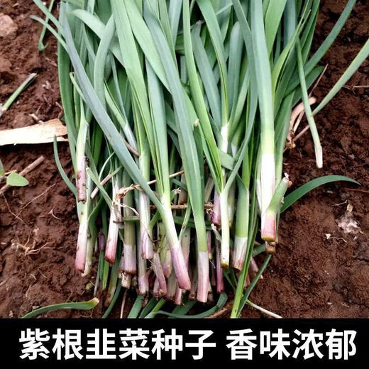 Shop purple-rooted red-rooted broad-leaved single-rooted red leek seeds with large leaves and heat-resistant and cold-resistant white leek seeds. Root red leek seeds Dhr66*heat-resistant and cold-resistant#-about 1000 capsules