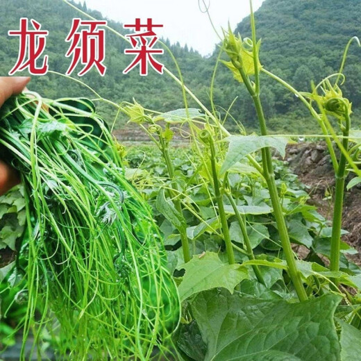 Pick undefeated and delicious luffa-tip asparagus heat-resistant vegetables, four-season luffa-tip asparagus seedlings, farm vegetable larvae, fragrant and tender luffa-tip asparagus seeds, new seeds this year, new seeds every particle, 3 packs of about 108 seeds + fertilizer