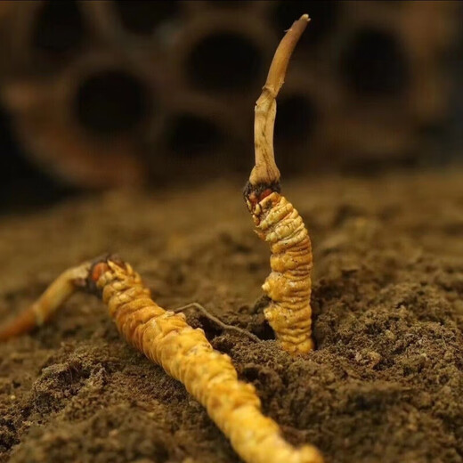 618 Super Easter Egg Fresh Cordyceps 2025 First Period Cordyceps Authentic Leader High Altitude Gift Authentic Fresh Cordyceps Festival 0.6-0.7g/root 50 Fresh Cordyceps