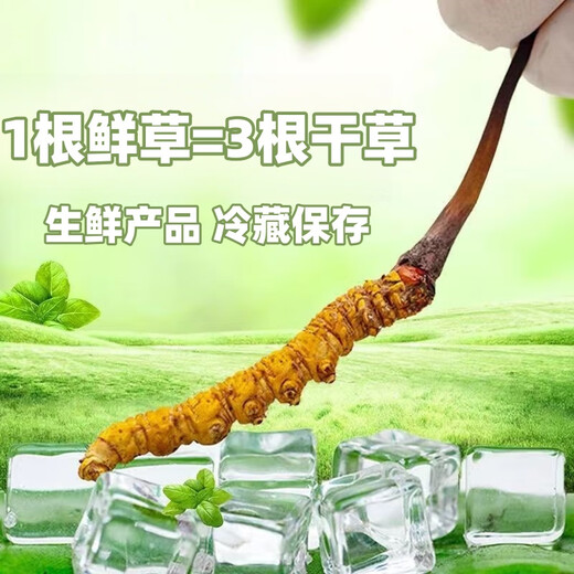 2025 frischer Cordyceps sinensis obere Periode ausgewählt frisch cordyceps Jedes frische Cordyceps in Tibet hat 0,6 Gramm 80 Stücke gepackt