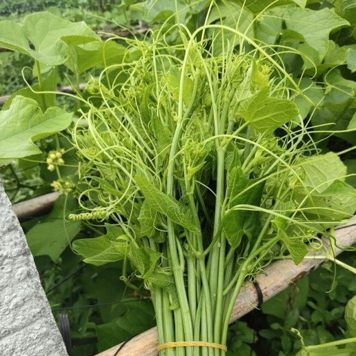 Pick undefeated and delicious luffa-tip asparagus heat-resistant vegetables, four-season luffa-tip asparagus seedlings, farm vegetable larvae, fragrant and tender luffa-tip asparagus seeds, new seeds this year, new seeds every particle, 3 packs of about 108 seeds + fertilizer