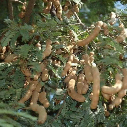 Laidong Tamarind Seeds, Yunnan Sweet Tamarind, Sweet Tamarind, Sour Plum, Green Tamarind, Tamarind, Tamarind, Tamarind, Tamarind, Tamarind, Tamarind Seeds, 5 capsules + fertilizer