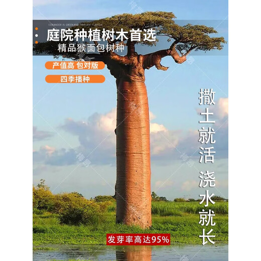 Rare succulents imported from Africa, rare species saplings, potted bonsai root fruits, baobab seeds, baobab seeds 250g/half Jin Jin equal to 0.5 kg