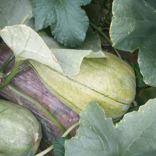 Shop Blooming Melon Super Sweet Melon Seeds Green Skin Green Flesh Early Mature Spring and Autumn Planting Fruit Seeds Xinjiang Blooming Melon Seeds Four Packs About 824 Tablets