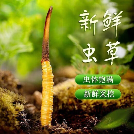 
Luzhangtang 2025 Fresh Cordyceps sinensis Cordyceps SF Express Cold Chain Direct Hair Selected Fresh Grass, each of Tibetan fresh Cordyceps 0.8 grams, 100 packs