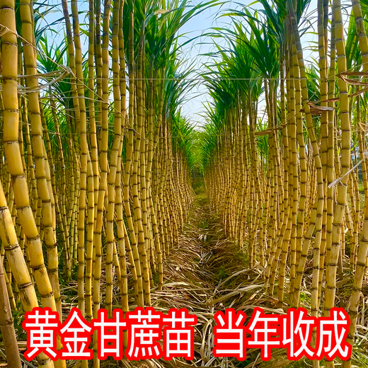 The new hand-peeled thin-skinned green-skinned sugarcane seedlings golden sugarcane seedlings are harvested that year, and the sugarcane seeds are less than 0.3cm. The golden sugarcane seeds are 10 buds, virus-free and high-yielding.