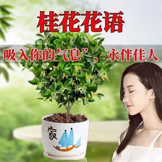 The house is full of flowers, the four-season osmanthus tree potted moon laurel tree, the strong-scented authentic osmanthus tree, the four-season osmanthus ground planting, two extra-large seedlings of the four-season osmanthus, 50-68 cm high, the garden is full of fragrant flowers.