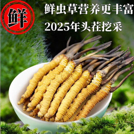 
Fresh Cordyceps sinensis 2025 Selected Alpine Fresh Cordyceps SF Express Cold Chain Direct Hair 1.2-1.4 grams/100 roots Tibet fresh grass 1.2-1.4 grams each 50 pieces of 3 pieces of free