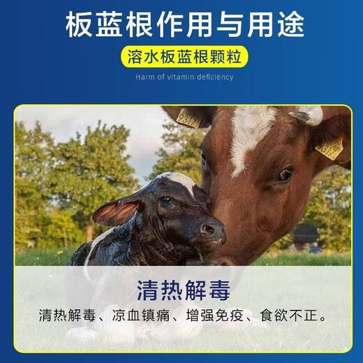 Fast selling veterinary isatis granules pig, beef, sheep, chicken, duck and goose feed additive for clearing away heat, detoxifying, cold, fever, reducing swelling and soothing throat, 10 packs, get 2 packs free (12 packs for real delivery)