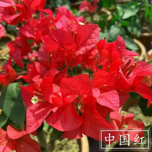 1158 people praised the four-season flowering bougainvillea seeds, authentic Brazilian rare variety climbing vine with three double petals, coconut ice, bougainvillea seeds, 20 capsules