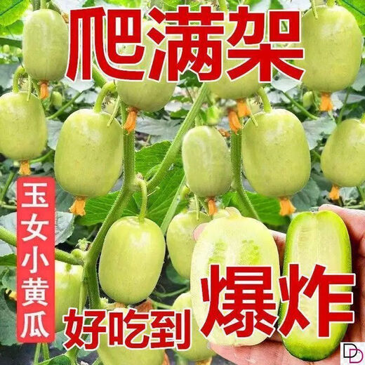 Mini Jade Girl Fruit Cucumber Seeds, raw, crispy, sweet and residue-free small cucumber seeds for four seasons potted balcony vegetable seeds Jade Girl Fruit Cucumber Seeds, mini type, about 101 pieces, new species this year