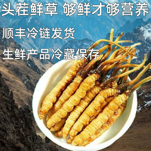 新鲜冬虫夏草真空锁鲜包装顺丰冷链产地直发精选大草新鲜头期虫草 西藏那曲鲜虫草每条0.5克50条装