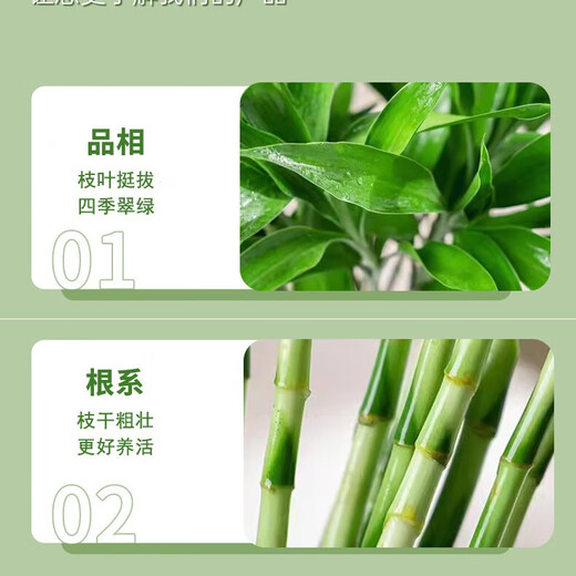 Jingyunmeng Lucky Bamboo office potted transfer bamboo green plants home flowers balcony rootless bottle source straight hair