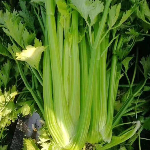 Store hot-selling green stem lambada fruit celery seedlings spring and autumn four seasons balcony potted small red parsley root green stem lambada fruit celery seedlings 40 + 10 trees