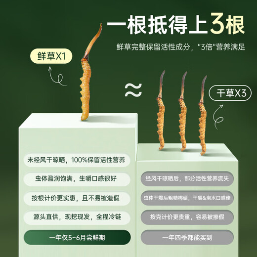 Guokuntang [Chinese Academy of Sciences Traceability] Fresh Cordyceps sinensis Nagqu, Tibet. Wild first-stubble fresh Cordyceps gift box Nagqu fresh grass 0.6-0.8g/root 50 roots