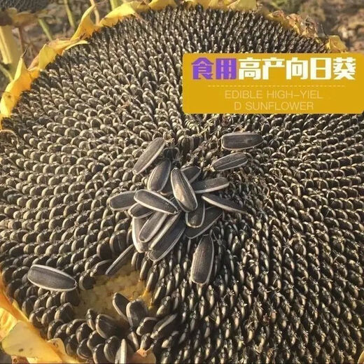 Edible Seneca sunflower seeds are easy to grow high-yielding melon seeds. Edible Sunflower seeds are grown in the field. Edible Seneca sunflower seeds are 150 capsules and 3 packs.