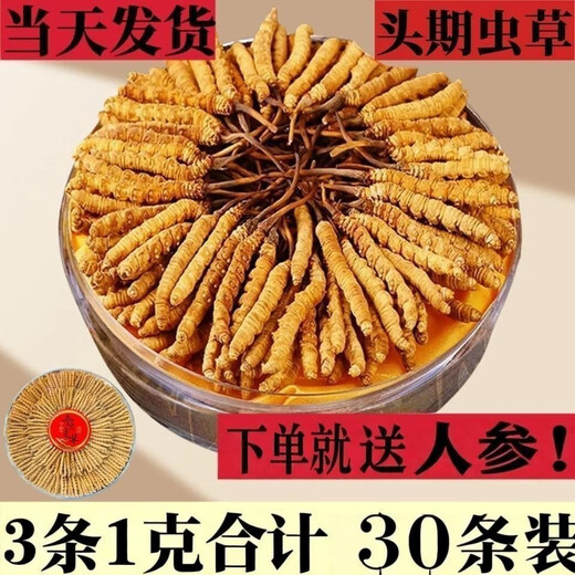 Ausgewählte Cordyceps sinensis cordyceps sinensis hoher Höhe des Kopfstadiums Cordyceps sinensis Geschenkbox verfügbar. 3 1 Gramm Cordyceps sinensis in Tibet Nago Cordyceps sinensis 10 Stück