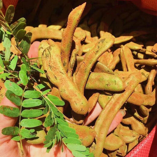 Laidong Tamarind Seeds, Yunnan Sweet Tamarind, Sweet Tamarind, Sour Plum, Green Tamarind, Tamarind, Tamarind, Tamarind, Tamarind, Tamarind, Tamarind Seeds, 5 capsules + fertilizer