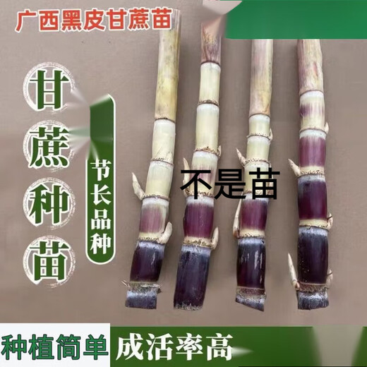 Guangxi authentic black sugarcane seedlings seedlings sugarcane seeds wholesale potted plants can be planted crispy and sweet, can be planted in the north and south, 10 black sugarcane roots with 3-6 spores, Guangxi sugarcane seedling heads