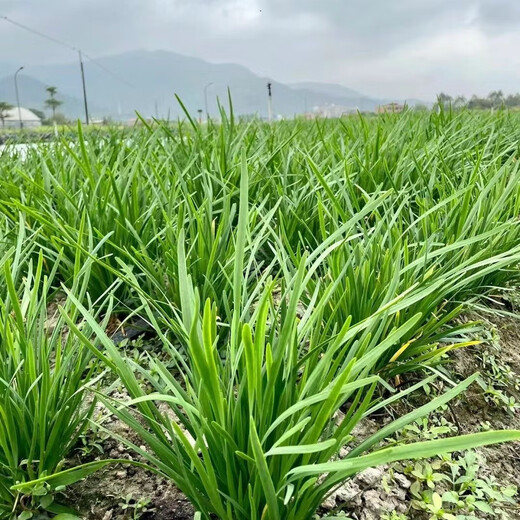 Vegetable seedlings, leek root seedlings, freshly planted root seedlings, four-season balcony potted ground leaf vegetable seedlings, leek root seedlings, 100 chive root seedlings