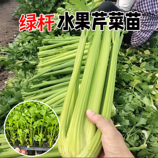 Store hot-selling green stem lambada fruit celery seedlings spring and autumn four seasons balcony potted small red parsley root green stem lambada fruit celery seedlings 40 + 10 trees