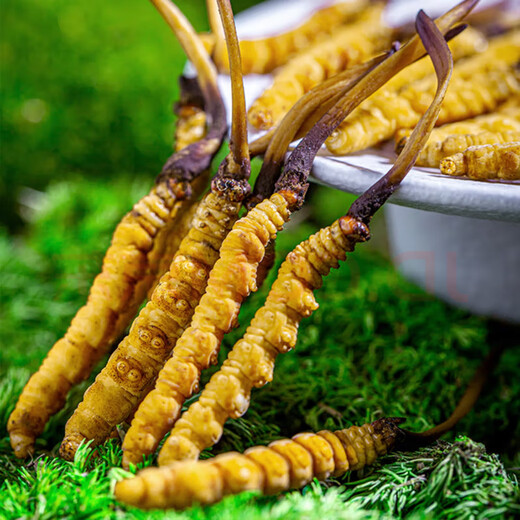 
Genuine 2025 fresh Cordyceps sinensis stubble Cordyceps sinensis 0.8g/root of fresh Cordyceps sinensis SF Express cold chain shipment Tibet fresh grass 1.0-1.2g each 50 pieces are given 3 pieces