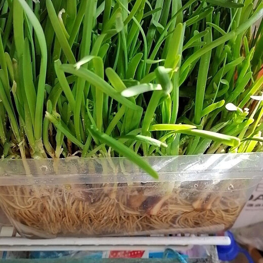 Vegetable seedlings, leek root seedlings, freshly planted root seedlings, four-season balcony potted ground leaf vegetable seedlings, leek root seedlings, 100 chive root seedlings