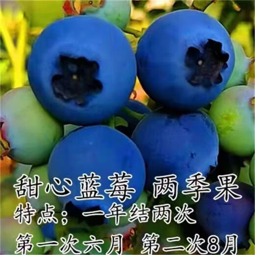Two harvests, four-season blueberry seedlings potted in the ground, fruit tree seedlings in the south and north, indoor potted plants, pink water, tender and sweet, one-year seedlings, shipped one by one with soil