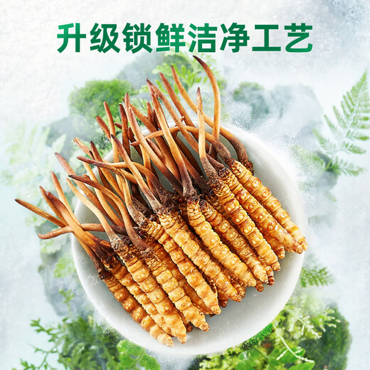 Purple and blue flowers sea fresh Cordyceps sinensis first stubble Cordyceps gift box for self-use 1.3-1.4g/root 30