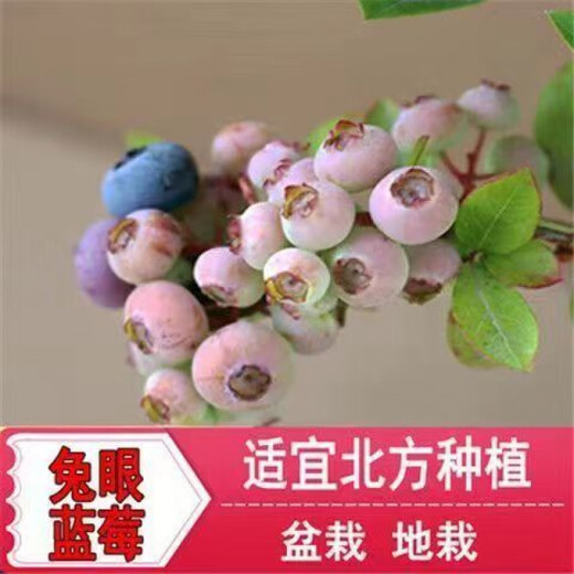 Two harvests, four-season blueberry seedlings potted in the ground, fruit tree seedlings in the south and north, indoor potted plants, pink water, tender and sweet, one-year seedlings, shipped one by one with soil