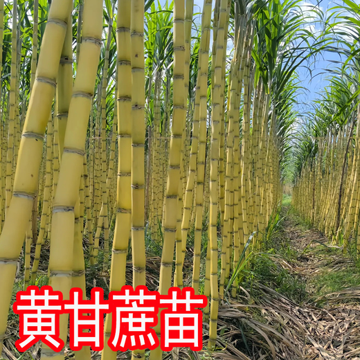 The new hand-peeled thin-skinned green-skinned sugarcane seedlings golden sugarcane seedlings are harvested that year, and the sugarcane seeds are less than 0.3cm. The golden sugarcane seeds are 10 buds, virus-free and high-yielding.