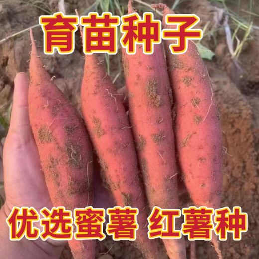 Sweet Potato Seed Tobacco Potato Watermelon Red Sweet Potato Sweet Potato Candied Sweet Potato Sweet Potato Seedling Seedlings Tobacco Potato Sweet Potato Seed Fruit 5Jin Jin is equal to 0.5 kg