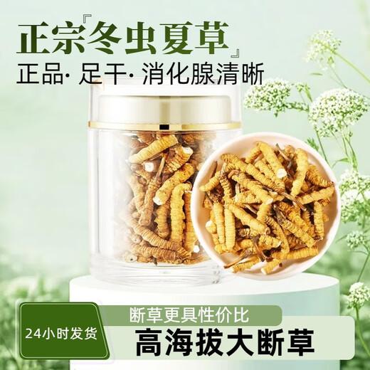 Authentischer tibetaner Cordyceps sinensis hohe Höhe Cordyceps Sinensis großes gebrochenes Gras echtes Cordyceps Sinensis sich selbst gegessenes hochwertiges authentisches Tibet Nagqu hochlöslich Cordyceps Sinensis 10 Gramm Pack 1 Gramm, insgesamt 11 Gramm
