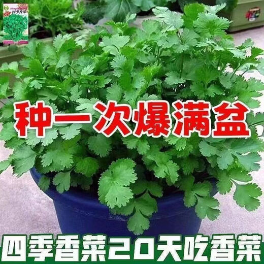 Easy to germinate large-leaf coriander seeds coriander seeds heat-resistant four-season balcony indoor potted seeds vegetable seeds four-season large-leaf coriander about 5000 capsules 5 packs