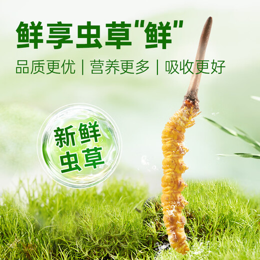 Yuanjiangcao Fresh Cordyceps Sinensis 2025 Fresh Cordyceps питательные питательные продукты [2025 Fresh Cordyceps] 1,2-1,3 г/корни корень-50