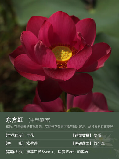 Bol miniature Lotus Semis de lotus Plantes hydroponiques Lotus Small Lotus Semis racine racine racine Whip Se semis de jardin Potted Naked Lotus Root Oriental Red [taille moyenne] 8-15cm