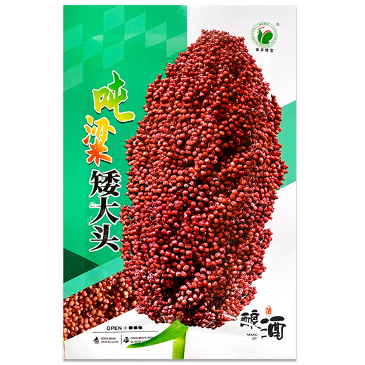 Dwarf wine glutinous sorghum king super ton iron short big head red sorghum seed dwarf bird-resistant brewing type high-yield sorghum short stalk ton grain king 110 2Jin Jin is equal to 0.5 kilograms