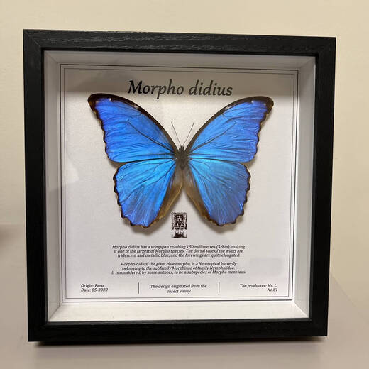 
Insect Valley Big Blue Flash Butterfly Butterfly Specimen Photo Frame Butterfly Art Frame Real Butterfly Friends Holiday Gift Collection No. 1098