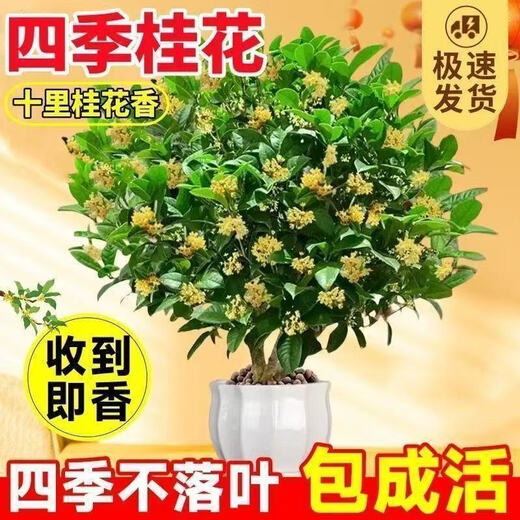 The house is full of flowers, the four-season osmanthus tree potted moon laurel tree, the strong-scented authentic osmanthus tree, the four-season osmanthus ground planting, two extra-large seedlings of the four-season osmanthus, 50-68 cm high, the garden is full of fragrant flowers.
