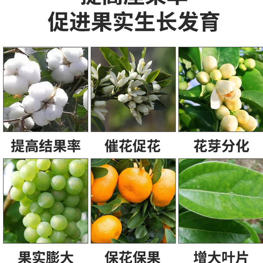 3% gibberellic acid gibberellin 920 regulates growth, grape-free, seedless citrus, flower-preserving and fruit-preserving, 1000ml 500ml