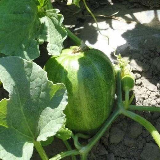 Shop Blooming Melon Super Sweet Melon Seeds Green Skin Green Flesh Early Mature Spring and Autumn Planting Fruit Seeds Xinjiang Blooming Melon Seeds Four Packs About 824 Tablets