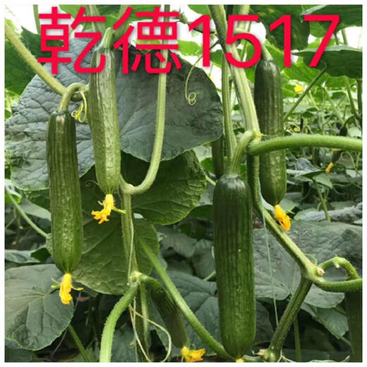 汇种草农1517水果黄瓜种子上海口感小青瓜无刺水果黄瓜种子嫁接苗 干德1517黄瓜种子 1000粒