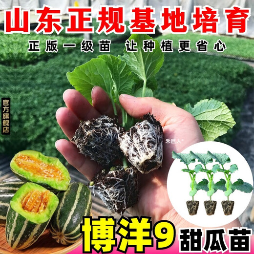 1163 items sold in 30 days. Super sweet Boyang No. 9 melon seedlings, cantaloupe seedlings, muskmelon seedlings with soil, horn honey and green treasure. Boyang melon seedlings/crisp and sweet/regular base seedlings. Buy 10+4 and send 14 seedlings +2 bags of fertilizer+tutorial.