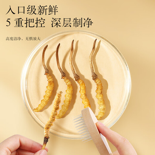 同仁堂（TRT）品牌 新鲜虫草0.61-0.8克/条30条装冬虫夏草 青海源头直发包邮