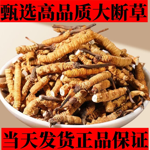 Cordyceps sinensis broken grass authentic first-rate Cordyceps in Tibetan areas home-packed self-eating first choice 10 grams get 1 gram more buy more buy more buy more buy more buy more buy 20 grams get 2 grams