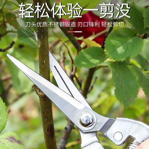 Yanran stainless steel fruit picking scissors, gardening scissors, pruning shears, imported grape pitaya scissors, special scissors for picking pepper, stainless steel fruit picking scissors, 1 pair