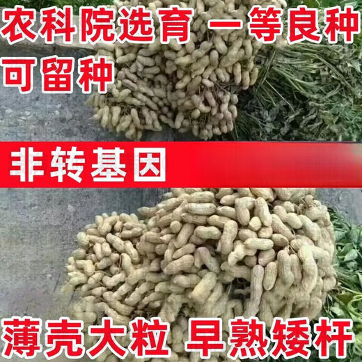Haihua No. 1 Peanut Seed Academy of Agricultural Sciences New Variety Shelled Thin Shell Large Peanut Seed Thin Shell Peanut Seed Academy of Agricultural Sciences Original Seed 503g (1 Jin Jin is equal to 0.5 kg) (unpacked in bulk)